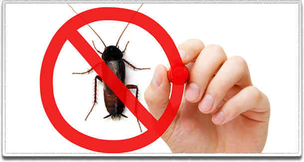 reliable pest control